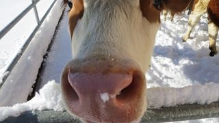 Kuh, Rind, Kuh im Schnee, Baden-Württemberg