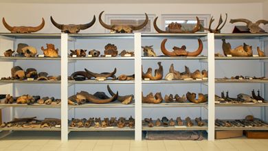 Sonderausstellung „Giganten der Eiszeit“, Artenvielfalt, Knochen, Skelett, Dinosaurier-Park Münchehagen