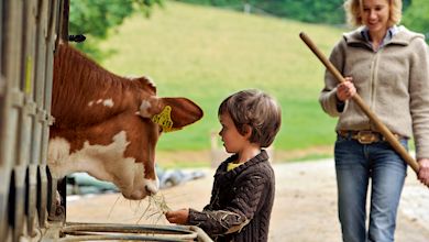 Kinderferien, Kühe füttern, Baden-Württemberg, Urlaub auf dem Bauernhof