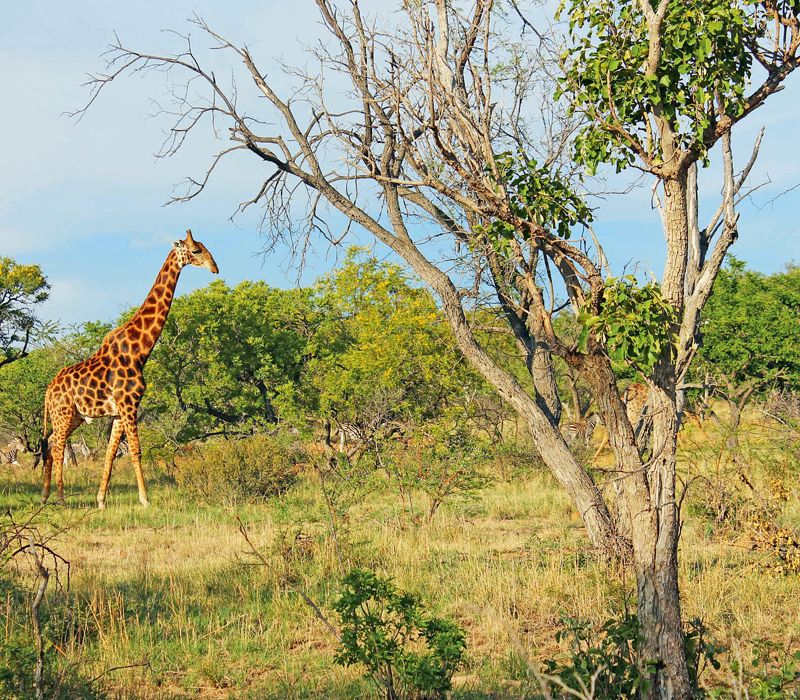 Giraffe, Savanne, TerraVista, Safari, Südafrika