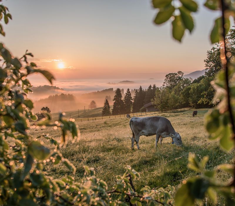 Natur im Allgäu, Kuhweide, Sonnenaufgang im Allgäu